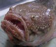 Why This Fish Has Been Called “The Meanest Thing .